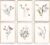 CozyPrints Watercolour Botanical Wall Art Prints, Set of 6 Wildflower Prints, Floral Gallery Wall Decor, Unframed (A4-21.0 x 29.7 cm)